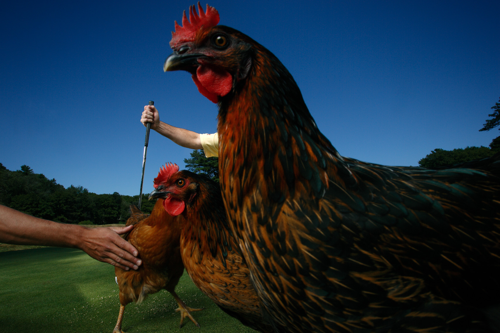 COCK-A-DOODLE-DOO chicken fertilizer for Sports Illustrated • Jason Grow Photography